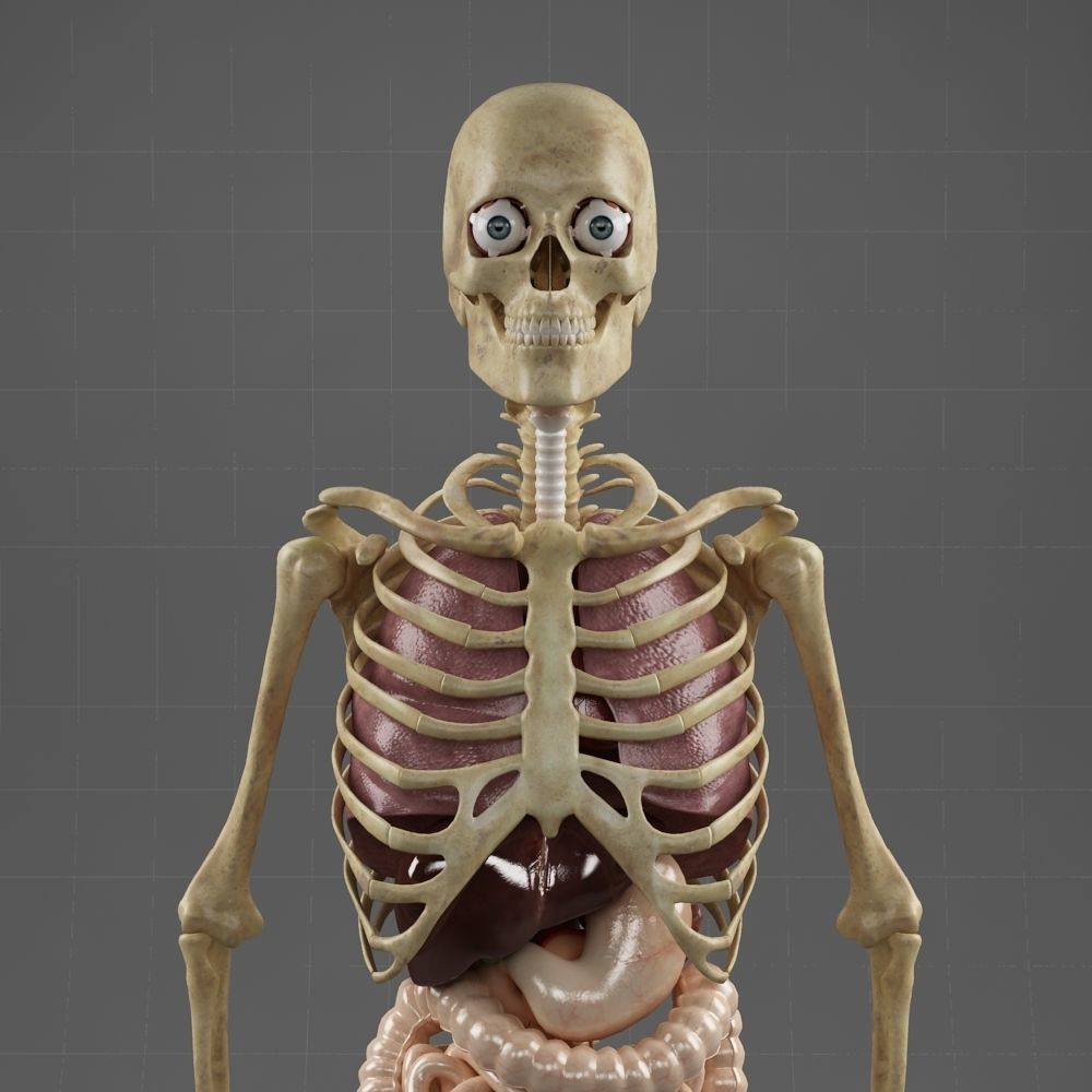 Anatomy Internal Organs Male 3D model_4