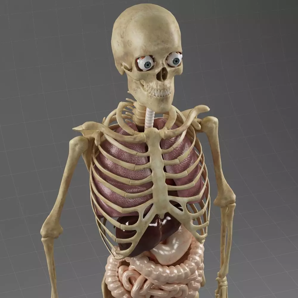 Anatomy Internal Organs Male 3D model_0