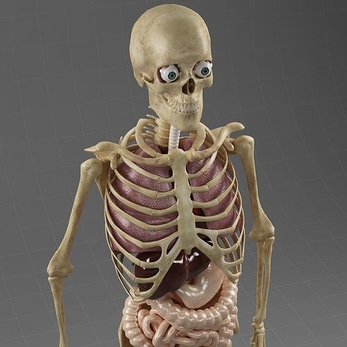 Anatomy Internal Organs Male 3D model