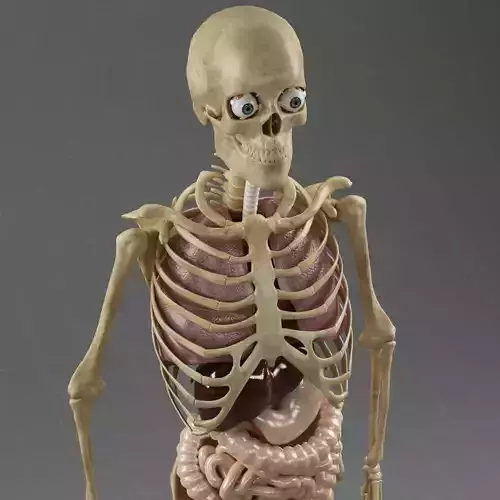 Anatomy Internal Organs Male 3D model