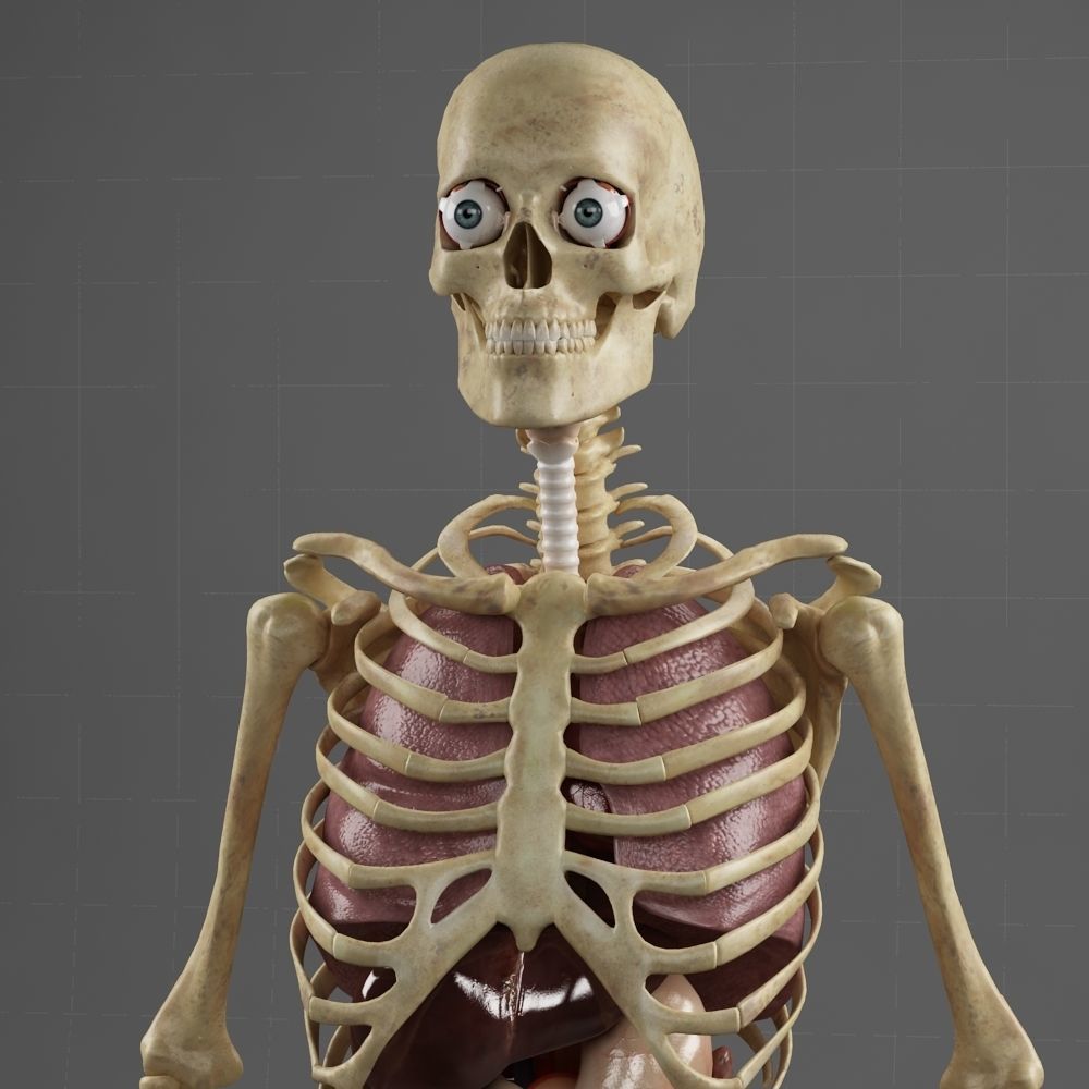 Anatomy Internal Organs Male 3D model_10