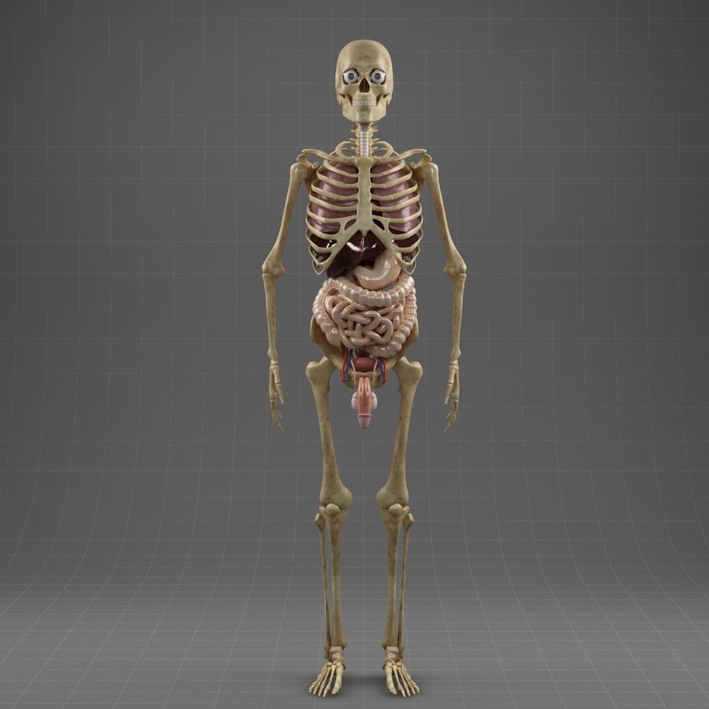 Anatomy Internal Organs Male 3D model_8
