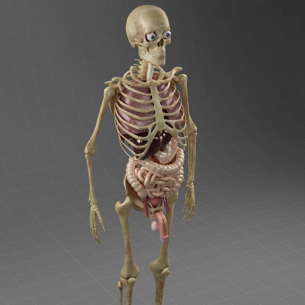 Anatomy Internal Organs Male 3D model_1