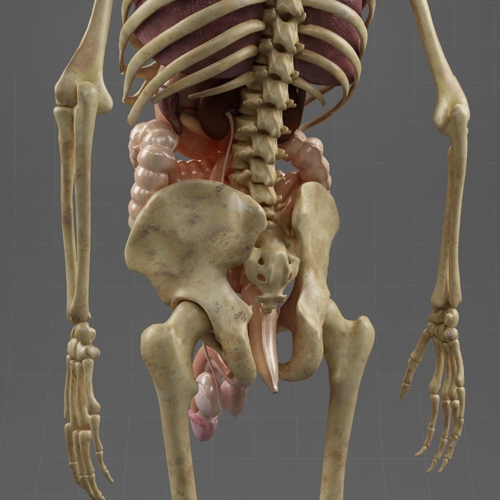 Anatomy Internal Organs Male 3D model_7