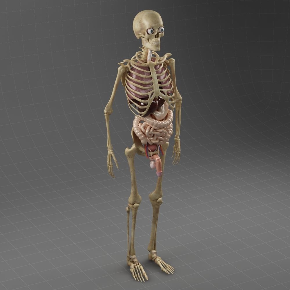 Anatomy Internal Organs Male 3D model_9