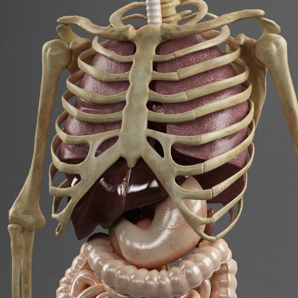 Anatomy Internal Organs Male 3D model_6