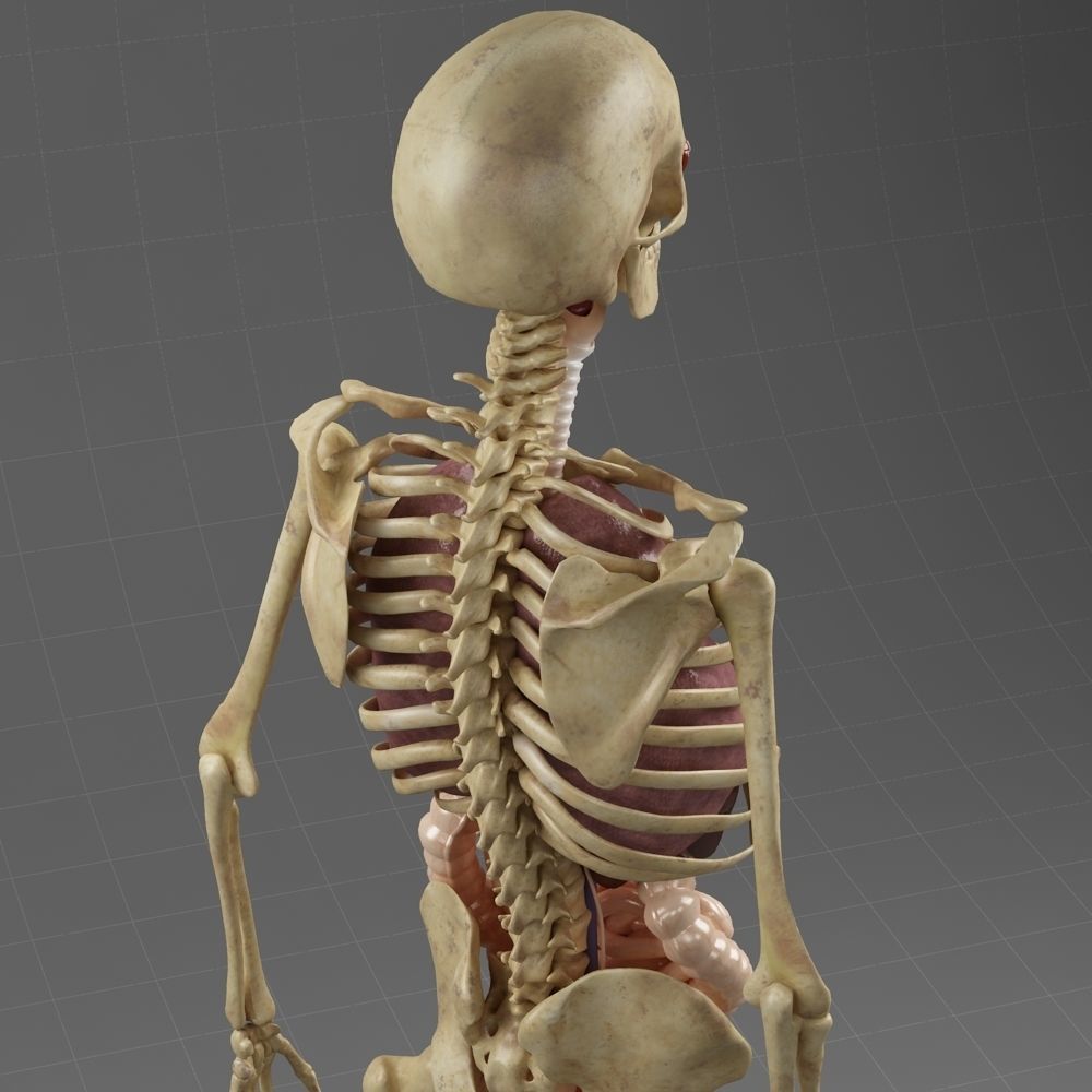 Anatomy Internal Organs Male 3D model_5