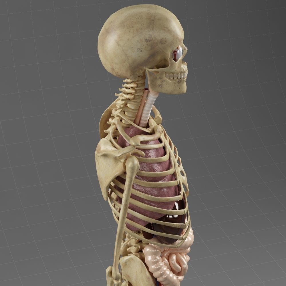 Anatomy Internal Organs Male 3D model_3