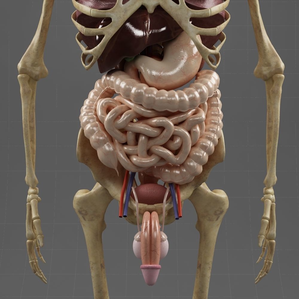 Anatomy Internal Organs Male 3D model_11