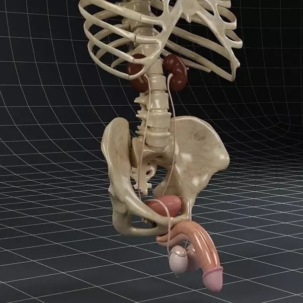 Anatomy male reproductive system kidneys and skeleton 3D model