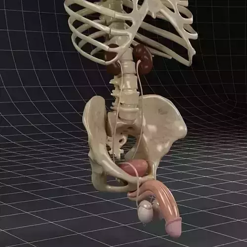Anatomy male reproductive system  kidneys and skeleton