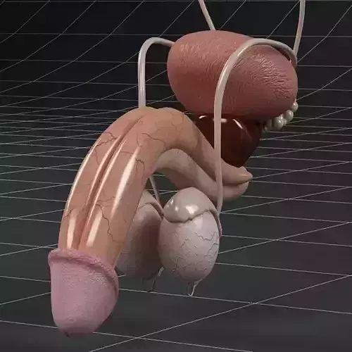 Anatomy male reproductive system and kidneys