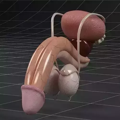 Anatomy male reproductive system 3D model