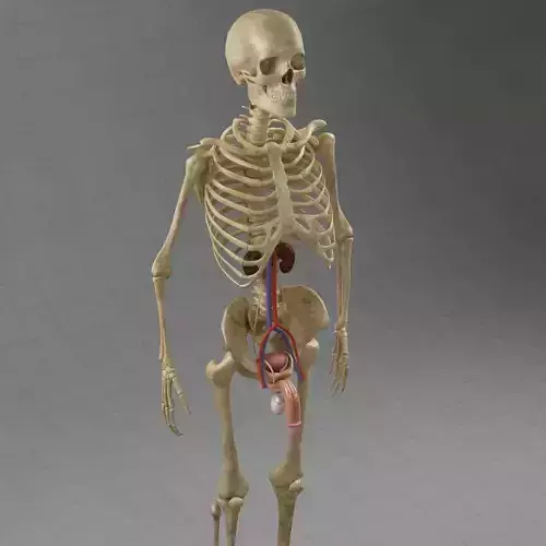 Anatomy male reproductive system and complete skeleton 3D model