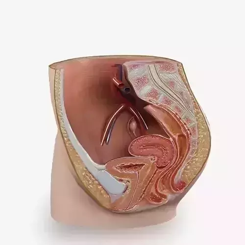 Anatomy female reproductive system body section 3D model