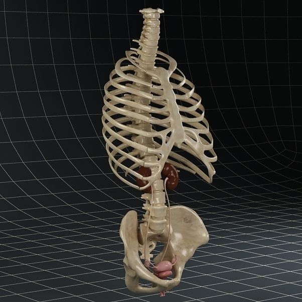 Anatomy female reproductive system 01 3D model_5