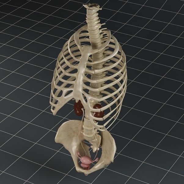 Anatomy female reproductive system 01 3D model_6