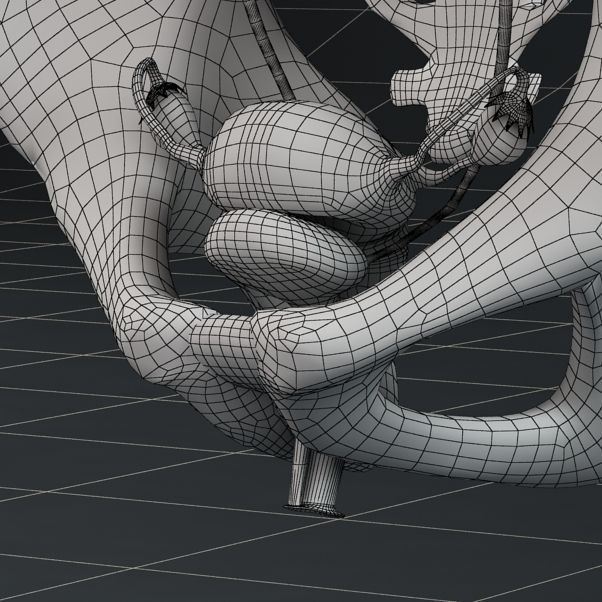 Anatomy female reproductive system 01 3D model_9