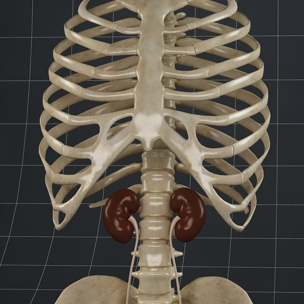 Anatomy female reproductive system 01 3D model_4