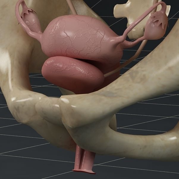 Anatomy female reproductive system 01 3D model_1