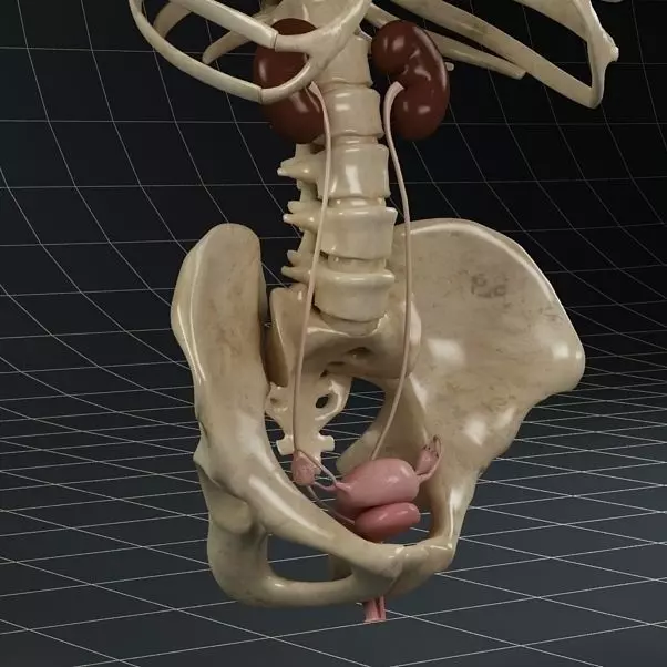 Anatomy female reproductive system 01 3D model_0