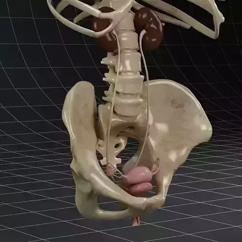 Anatomy female reproductive system 01 3D model