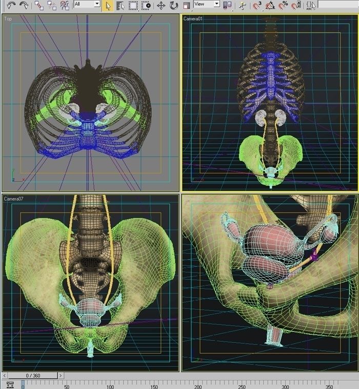 Anatomy female reproductive system 01 3D model_10