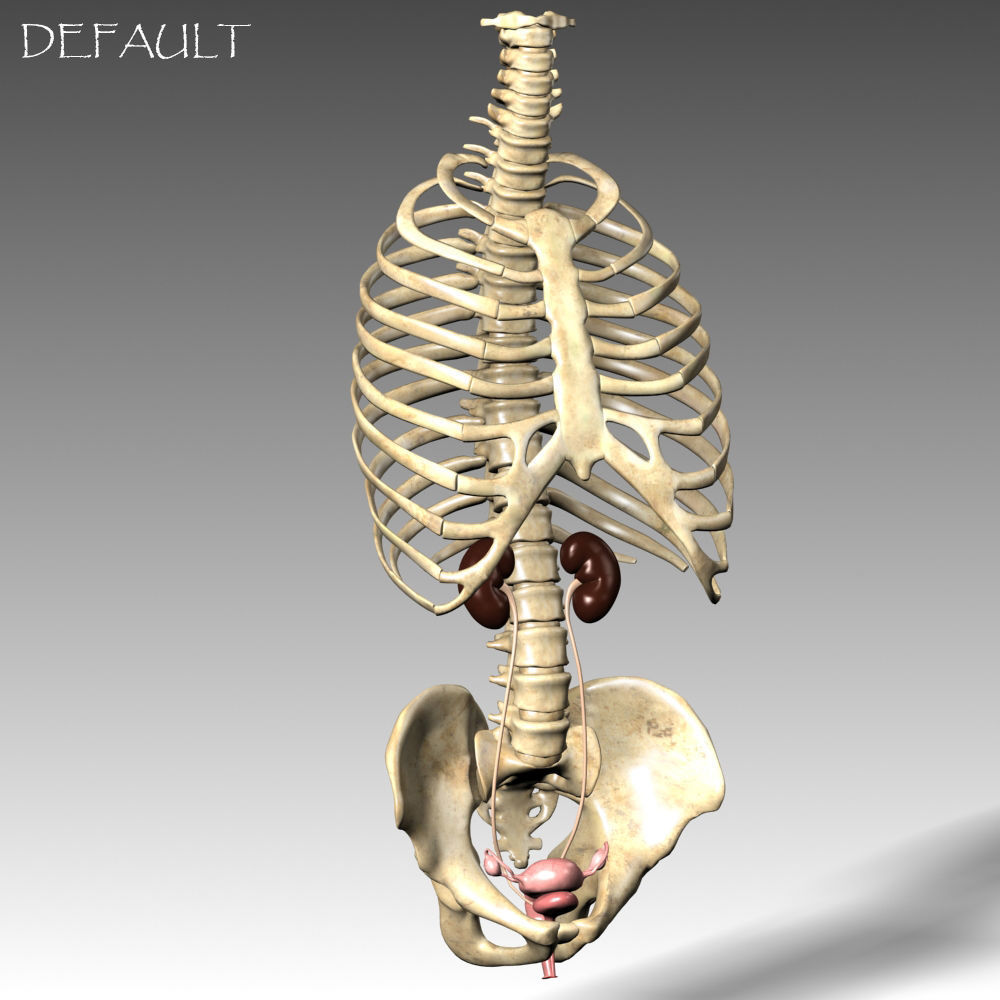 Anatomy female reproductive system 01 3D model_8