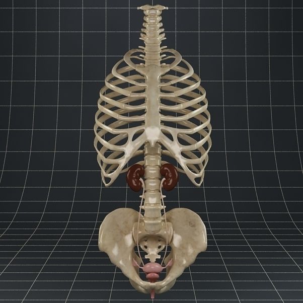 Anatomy female reproductive system 01 3D model_7