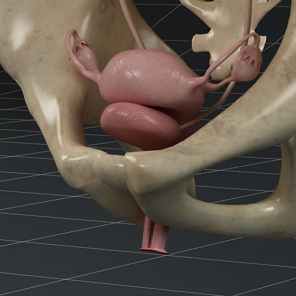 Anatomy female reproductive system 01 3D model_3