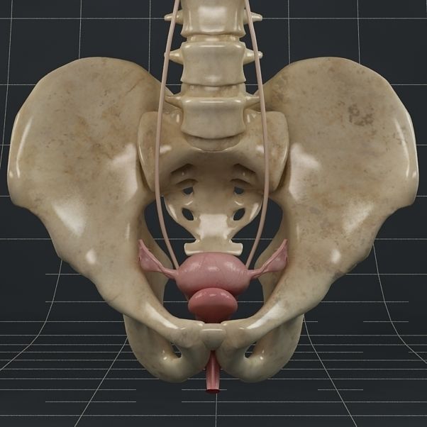 Anatomy female reproductive system 01 3D model_2
