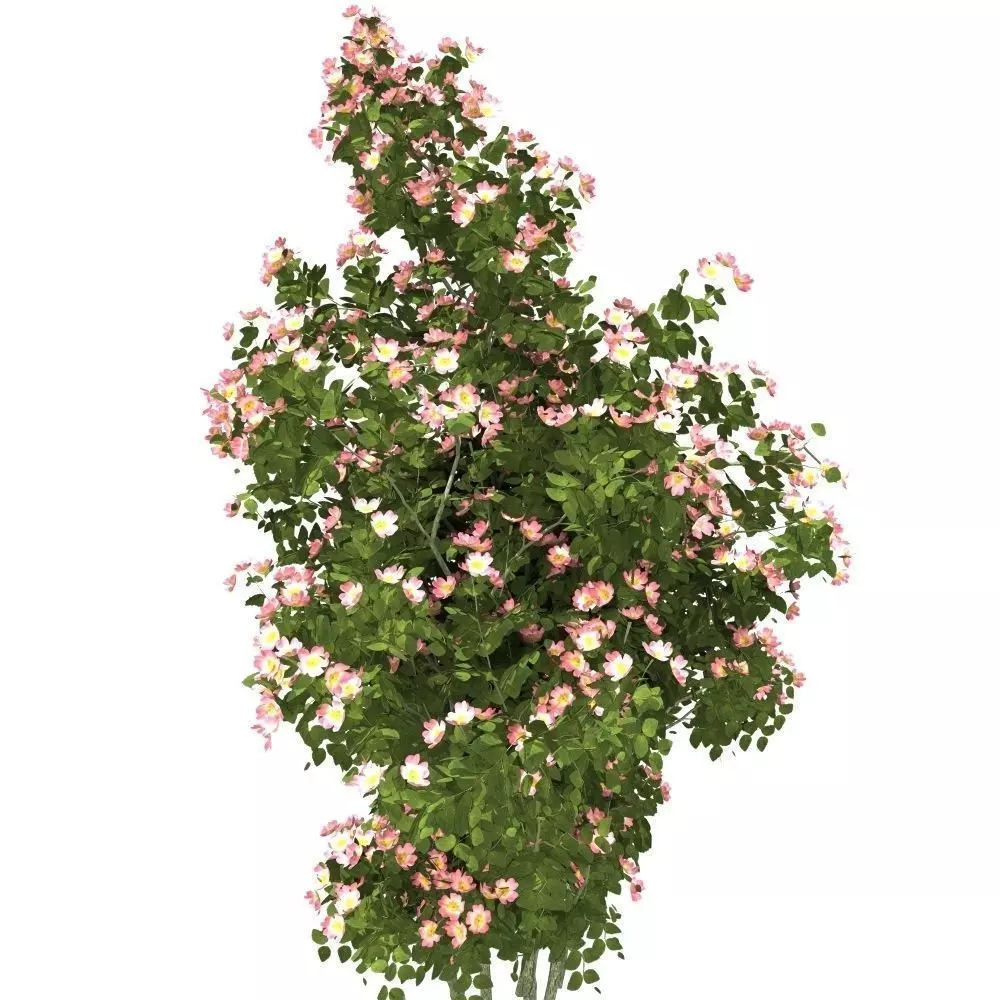 dogrose rose canina no 2 3D model