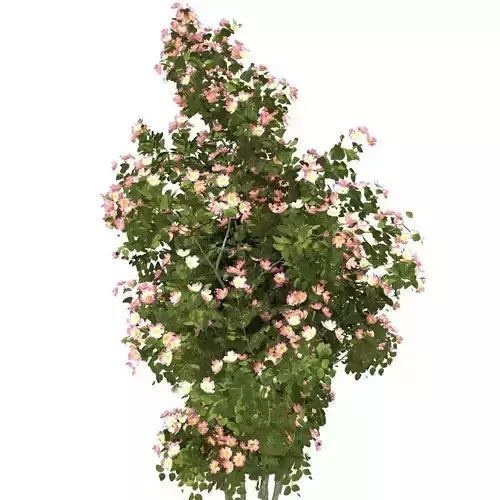 dogrose rose canina no 2