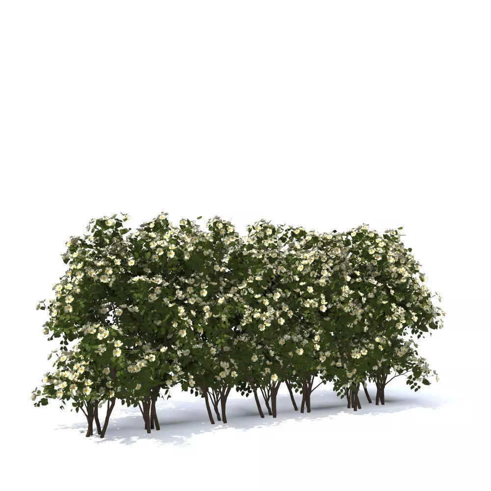hedge dogrose rose canina 3D model