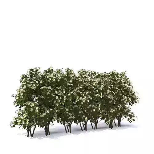 hedge dogrose rose canina 3D model