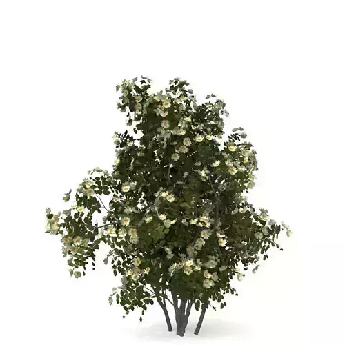 dogrose rose canina no3