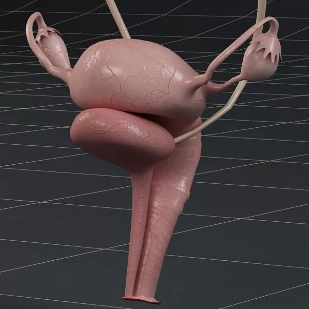 Anatomy female reproductive system and kidneys 3D model