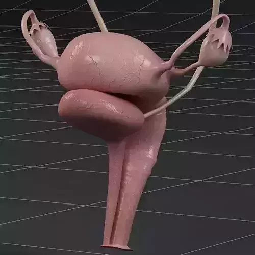 Anatomy female reproductive system and kidneys