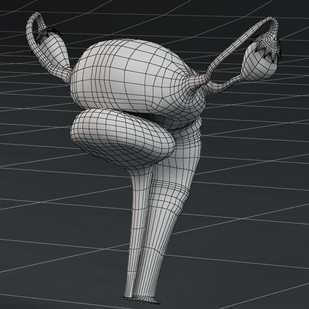 Anatomy female reproductive system  3D model_8