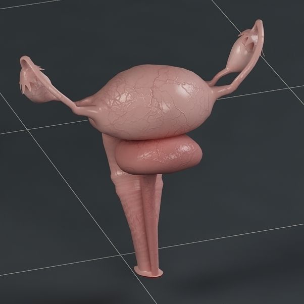 Anatomy female reproductive system  3D model_7