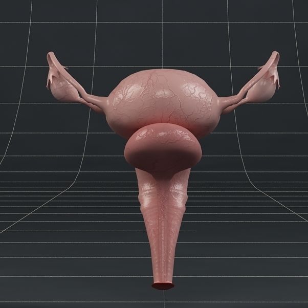 Anatomy female reproductive system  3D model_3
