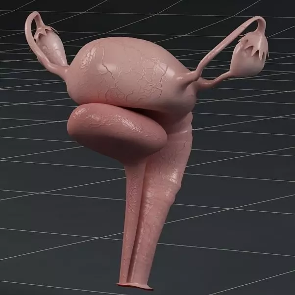 Anatomy female reproductive system  3D model_0