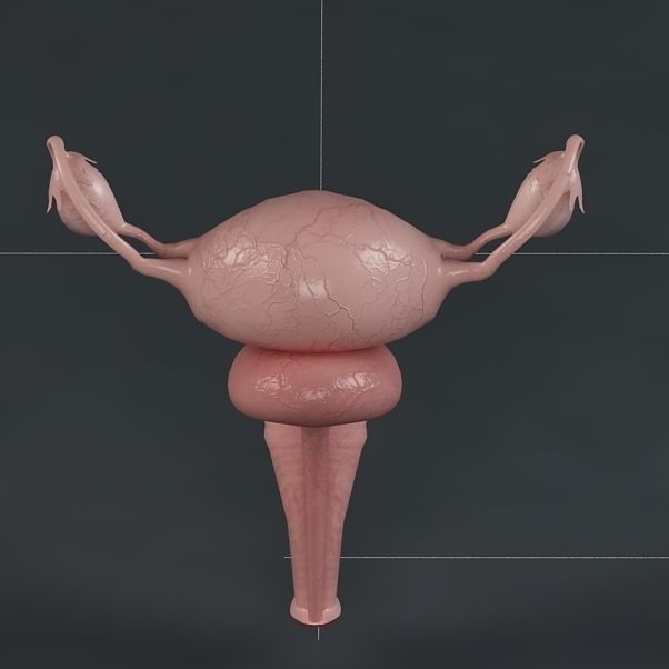 Anatomy female reproductive system  3D model_5