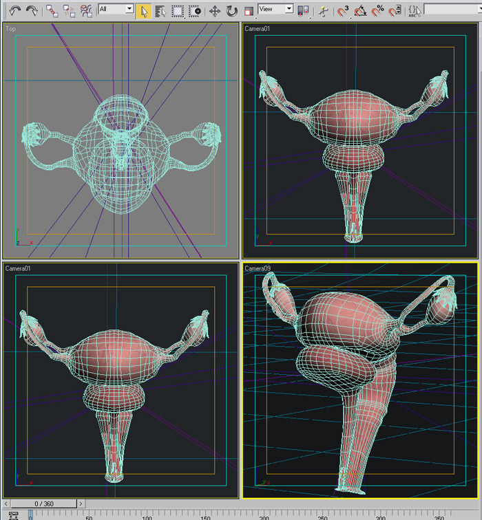 Anatomy female reproductive system  3D model_9