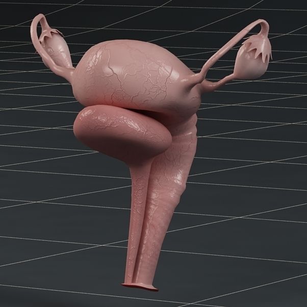 Anatomy female reproductive system  3D model_4