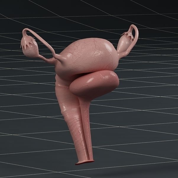 Anatomy female reproductive system  3D model_2