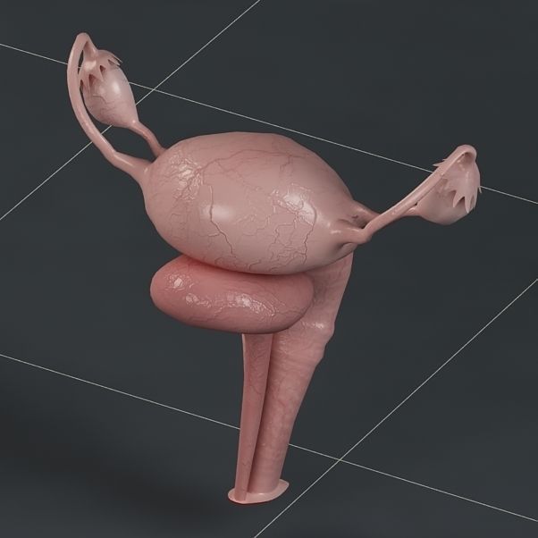 Anatomy female reproductive system  3D model_6