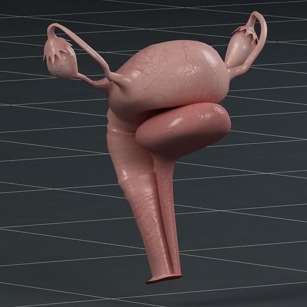 Anatomy female reproductive system  3D model_1