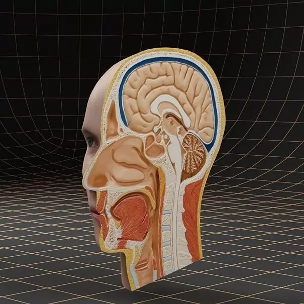 Anatomy head cutaway 3D model_0