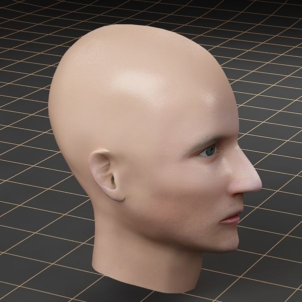 Anatomy head cutaway 3D model_7
